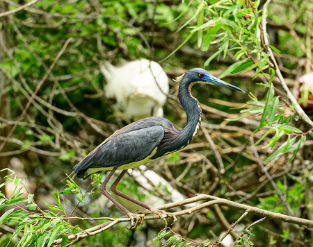 Tri-colored Heron