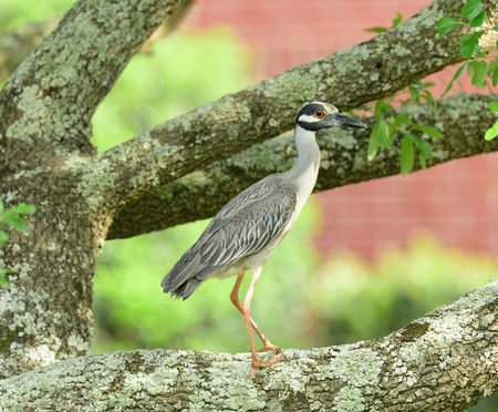 Yellow-crowned Night Heron