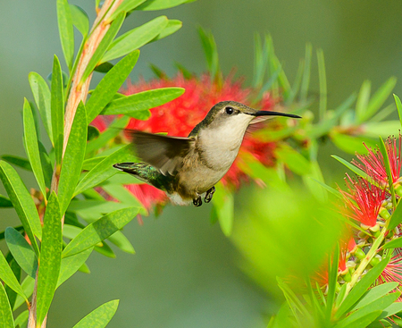 Ruby-throated Hummingbird