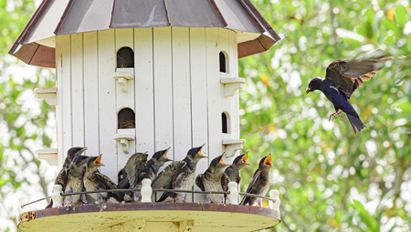 Purple Martin Babies