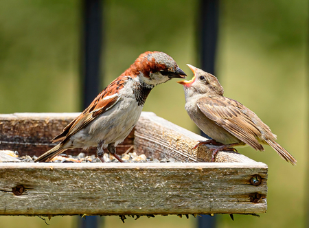House Sparrow feeding its baby