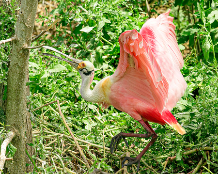 Roseate Spoonbill