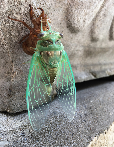 Not So Common Cicada