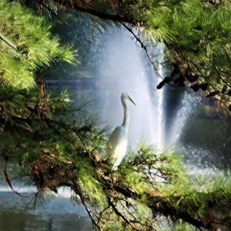 Great White Heron 