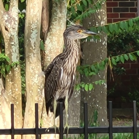 Young Egret/Heron 