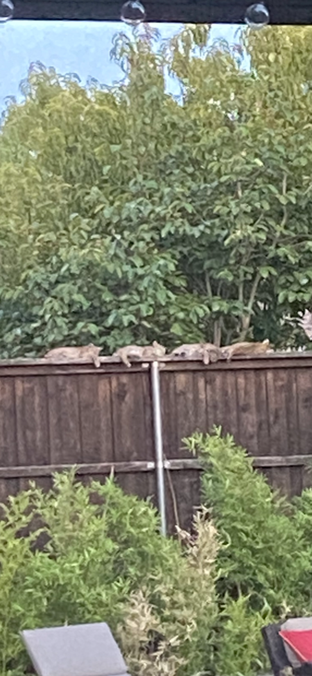 Nap Time- 4 Bob Cat Kittens