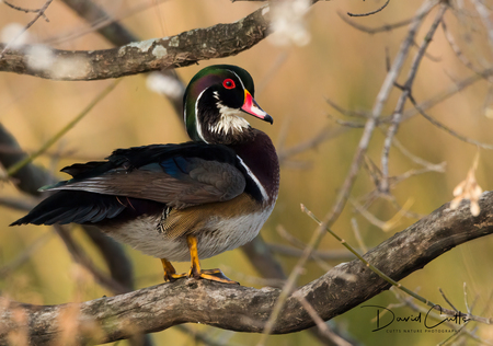 Wood Duck In A Tree