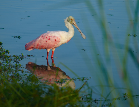 Wading a While