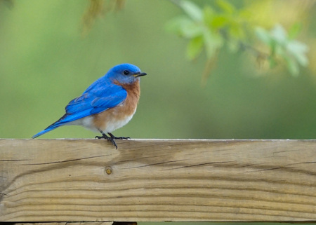 Mr. Bluebird 