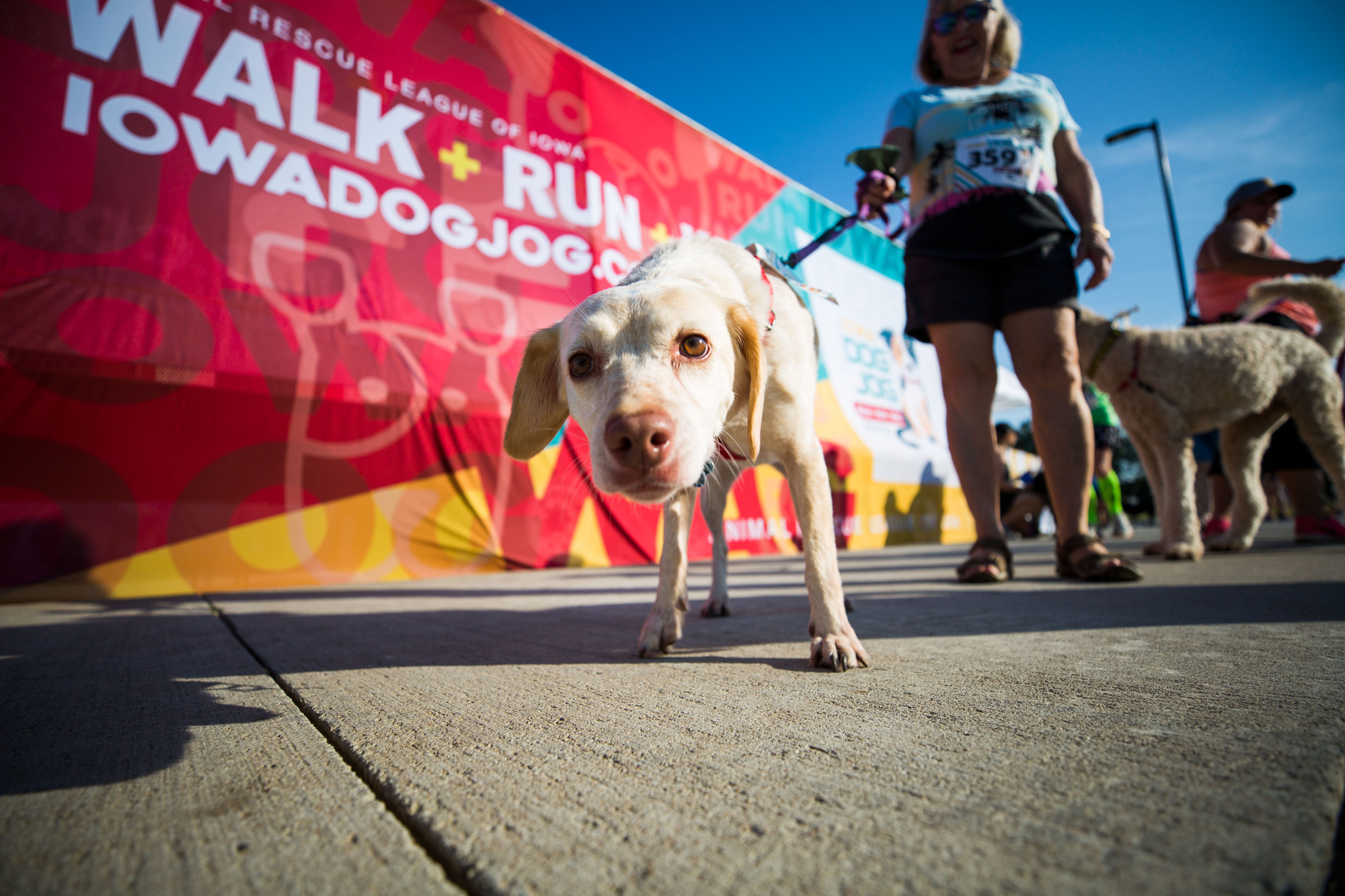 Banner for ARL Face of the Party T-shirt Contest