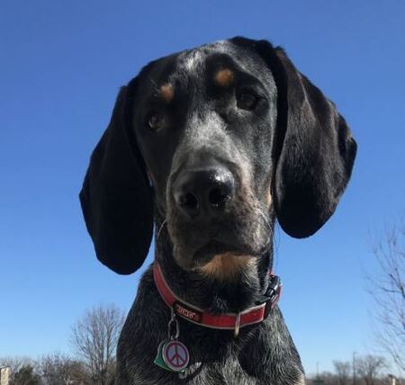 Entry image for Wyatt. Clicking this image will show a larger photo