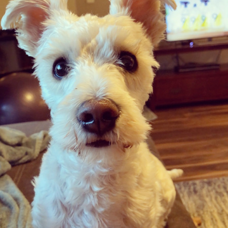 Entry image for Nacho. Clicking this image will show a larger photo