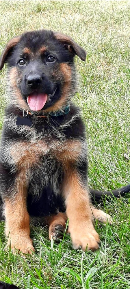 Entry image for Loki. Clicking this image will show a larger photo