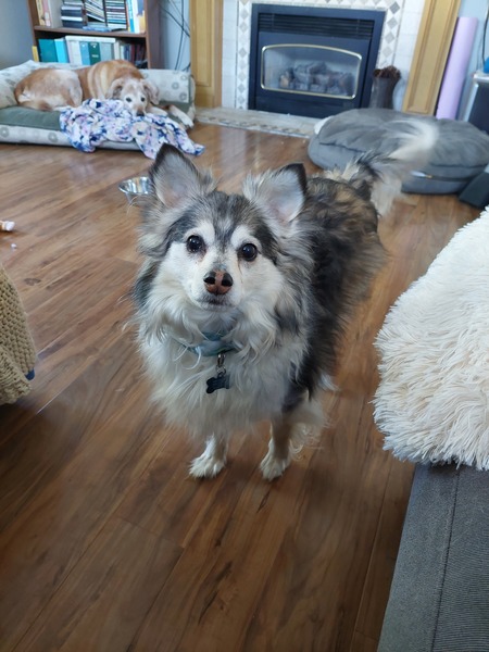Koda