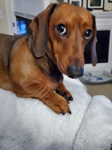 Frankie