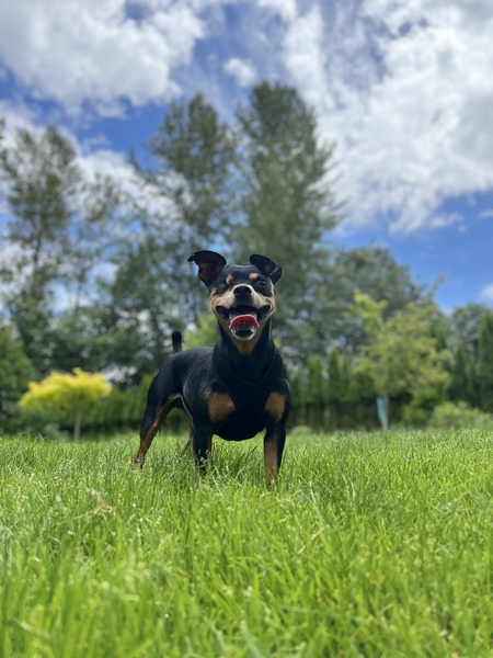 Snoop