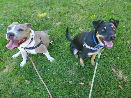 Lola (alum) and Tobias (foster)