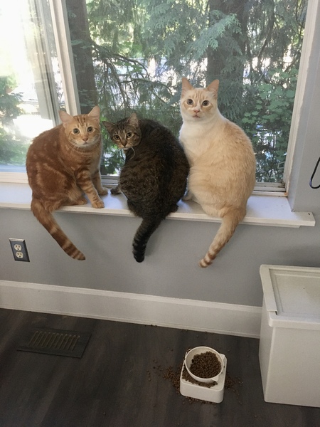Ernie, Poppy, and Flash