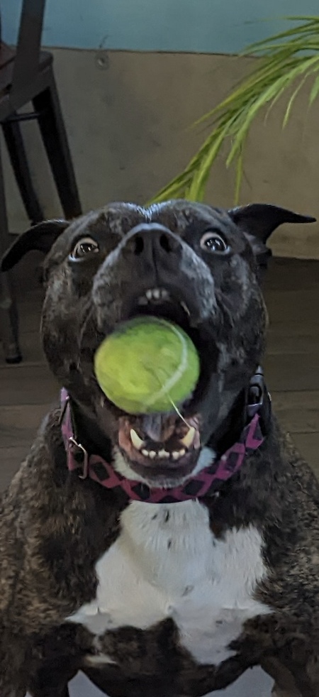 Lady Lucille Beatrice