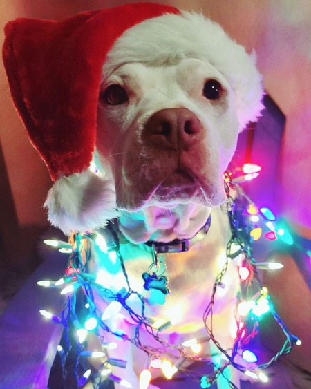 Ferdinand The Pitbull