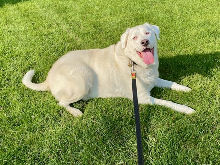 Angel the Blind & Deaf Wonder Pup
