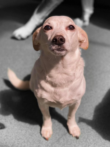 Ava