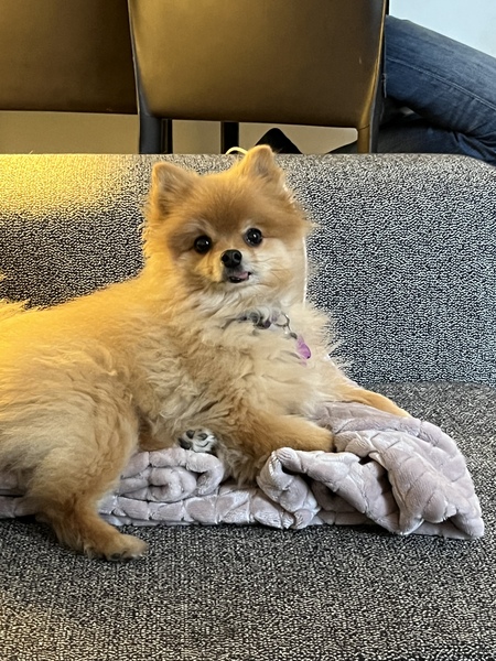 Moki (Scone)