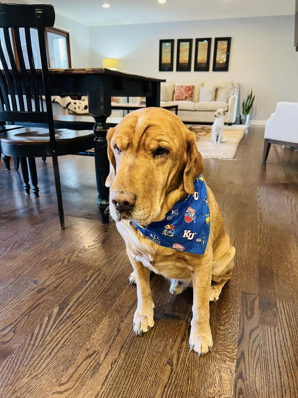 Vote for Bubba Great Plains SPCA Best in Show Pet Contest 2022