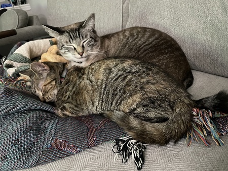 Oliver and Cleopatra