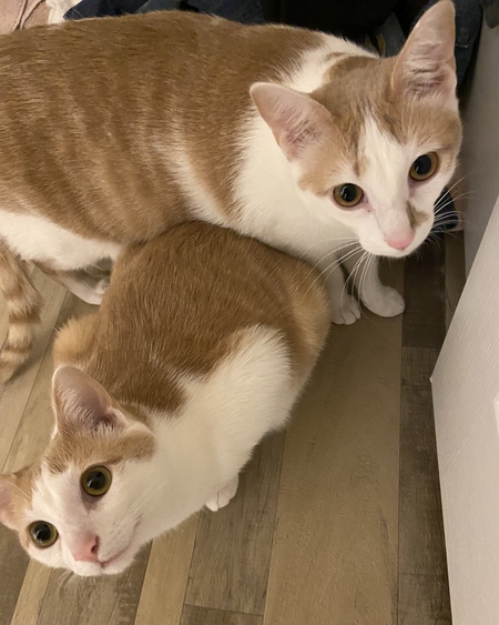 Luna and Lana