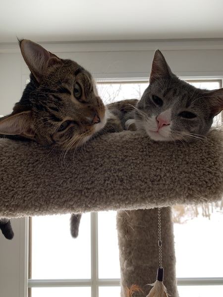Daphne and Scoobie
