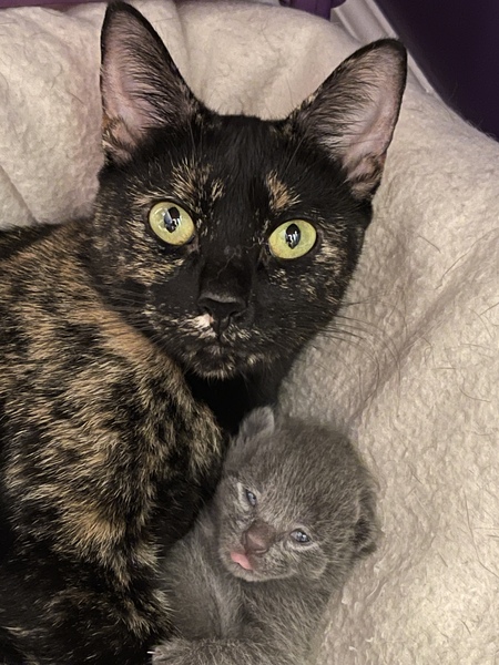 Mama Tortellini and Ziti