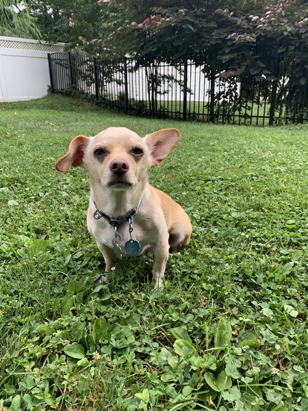 Mr. Peabody