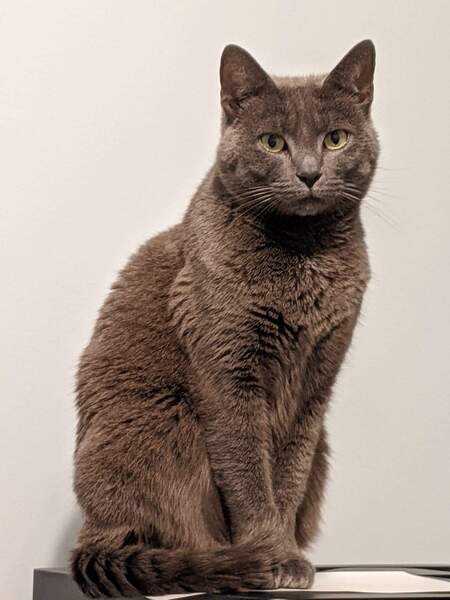 Gracie