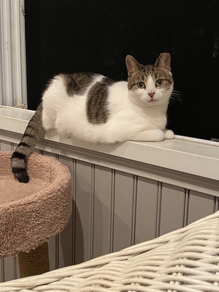 Kali