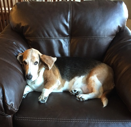 Daisy