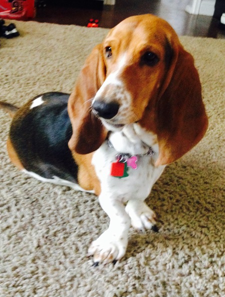 Lilly Belle