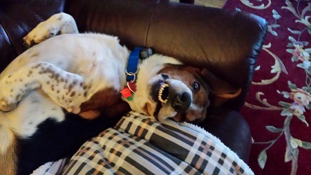 Gomer Best