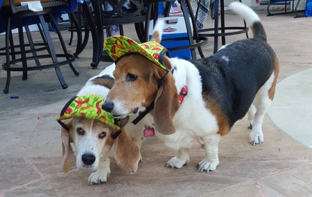 Bella Mae & Lily Lou Collazo