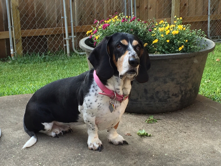 Rosie Lee Palone