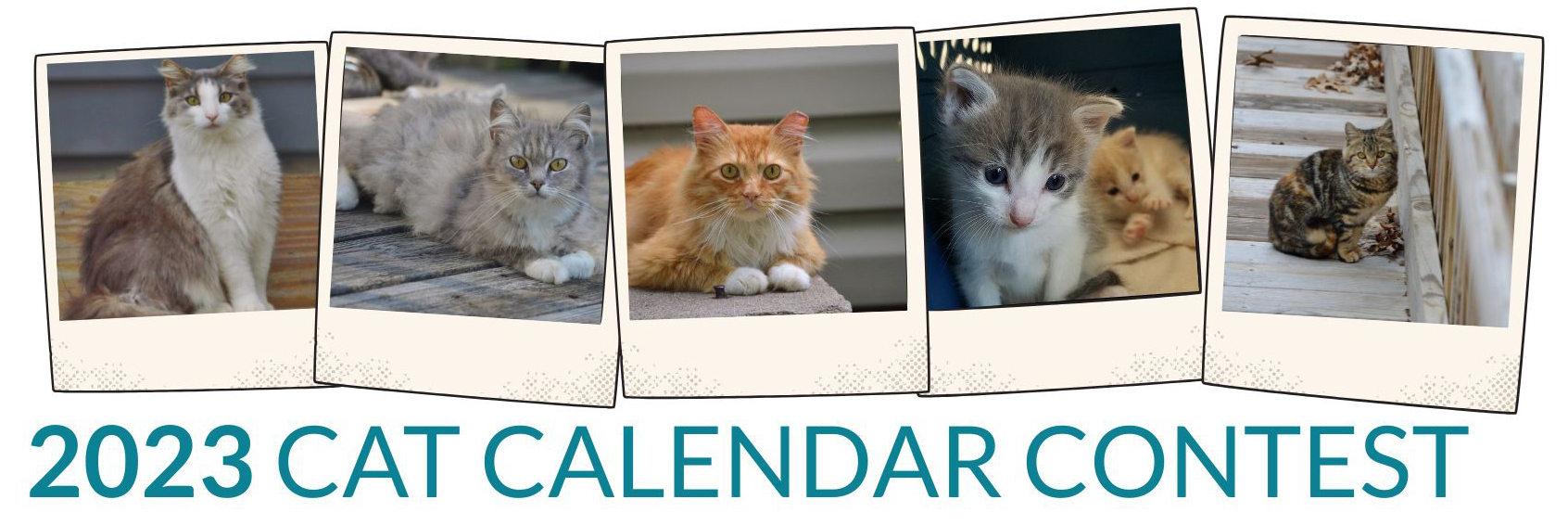Alley Cat Advocates 2023 Cat Calendar Contest