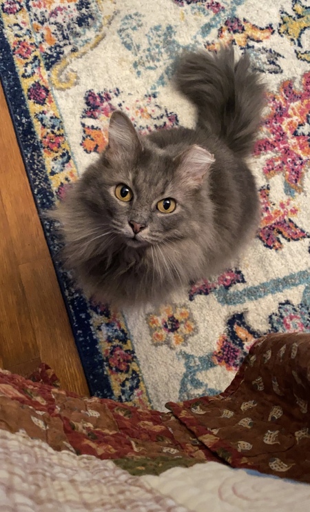 RBF