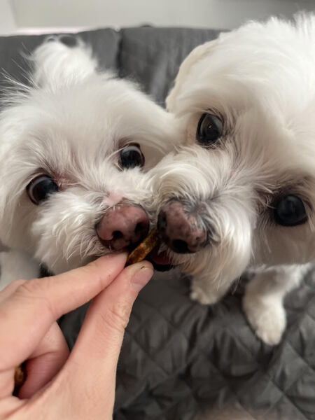 Harry and Riley 