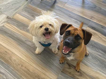 JackJack and Nugget
