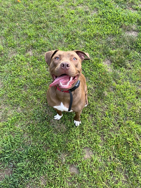 Apollo