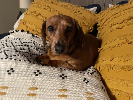 Penny Pepperoni 