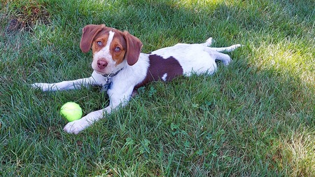 Henry