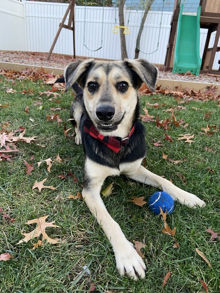 Archie
