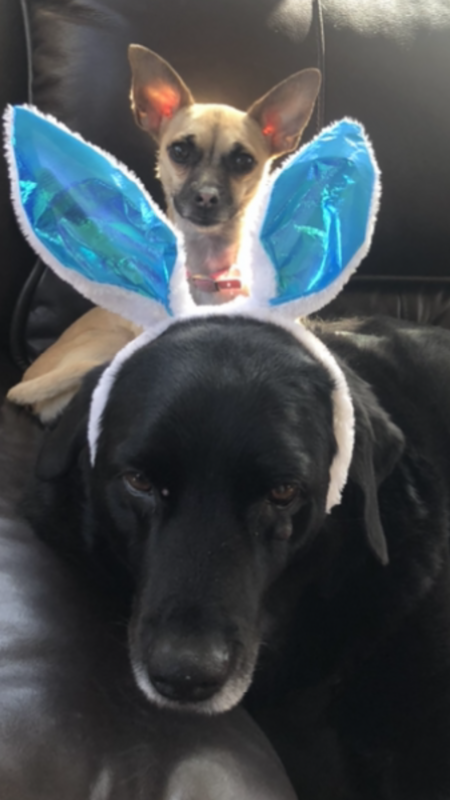 Bailey and Biscuit