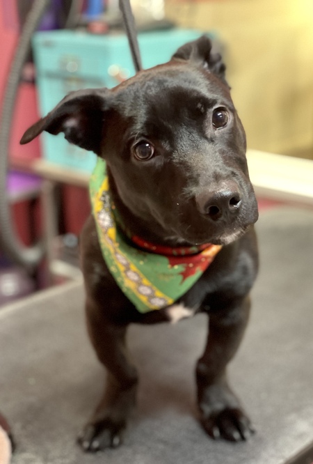 Paco 